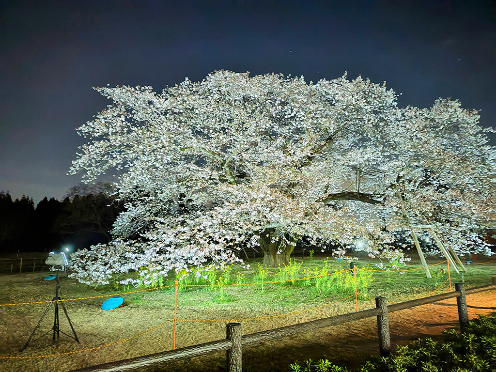 ライトアップされた遠山桜の写真
